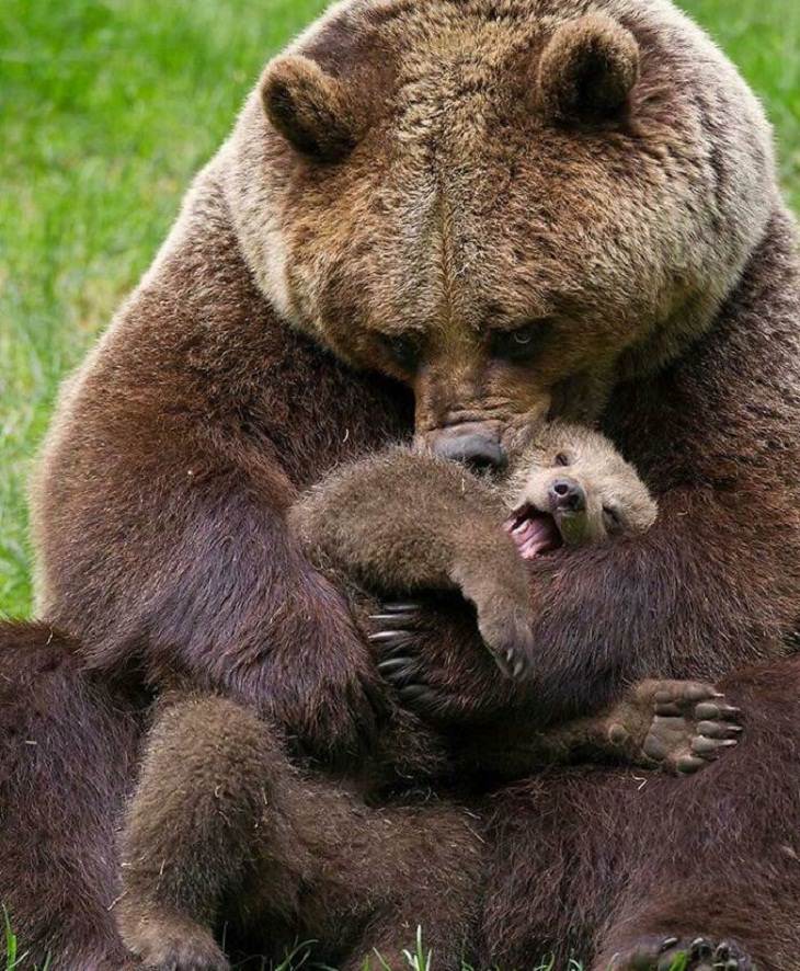 FUNNY Bears, mommy bear