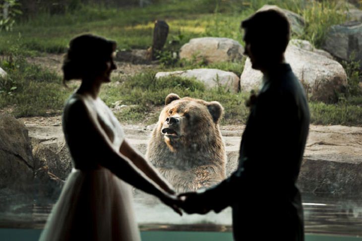 FUNNY Bears, marriage