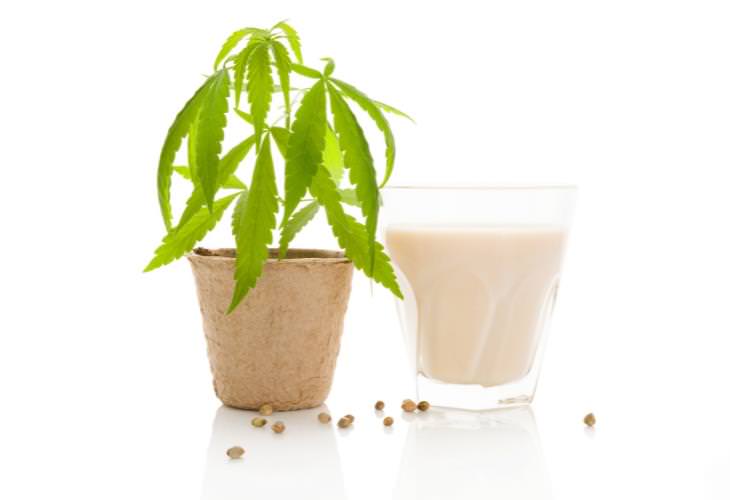 Health Benefits of Hemp Milk, Cannabis sativa) plant