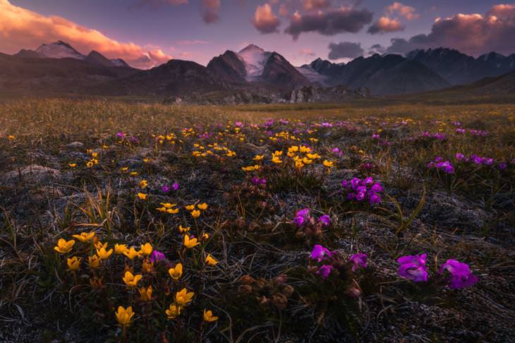 Kyrgyzstan by Albert Dros flowers and mountains