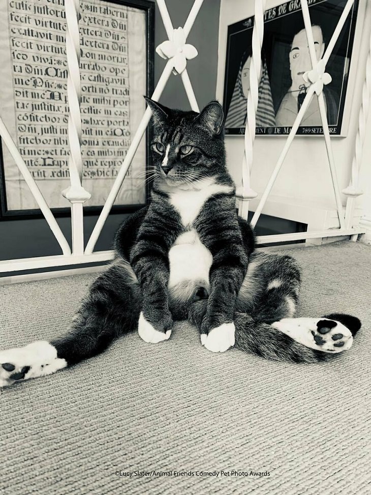 2021 Comedy Pet Photo Awards, cat, sitting