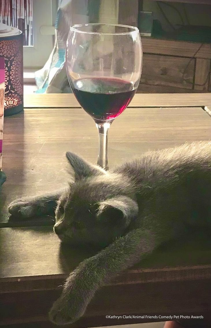2021 Comedy Pet Photo Awards, cat, wine