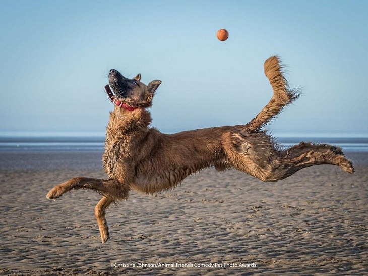 2021 Comedy Pet Photo Awards, dog with ball
