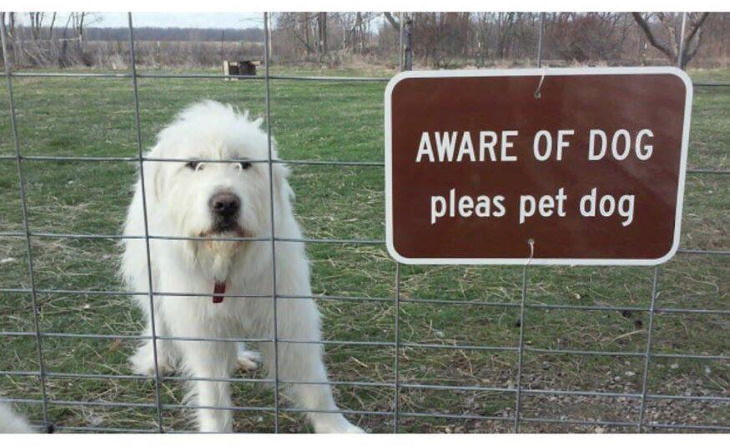 Funny Signs dog sign