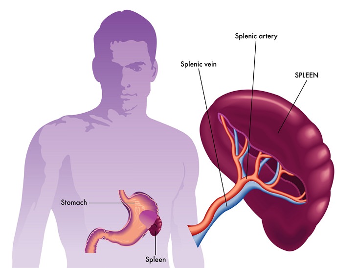 The Spleen, functions