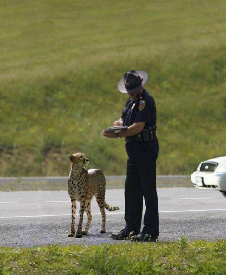 Silly Animals, cheetah