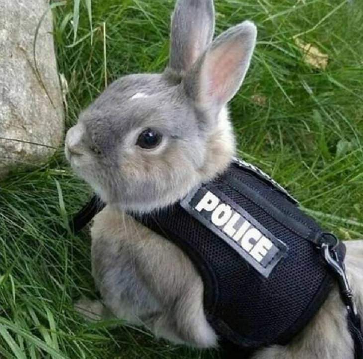 Silly Animals, bunny police