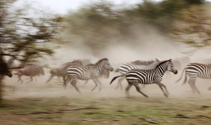 10. Stampede of zebras