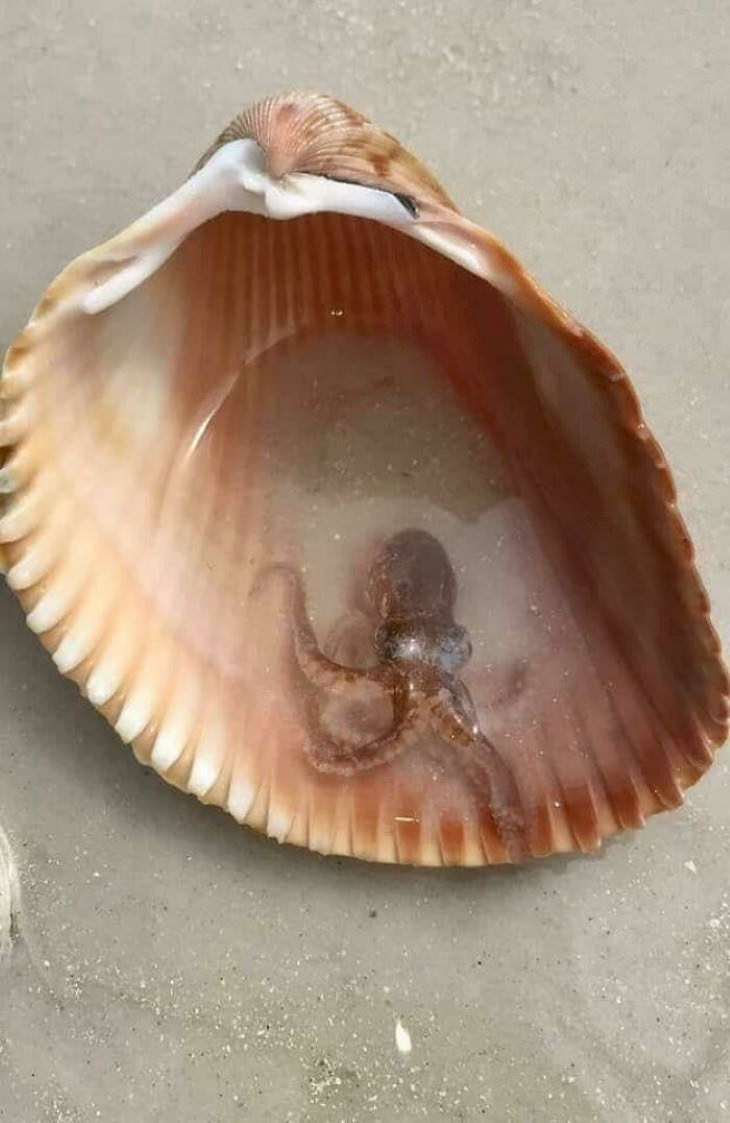 Unexpected Finds tiny octopus in a shell