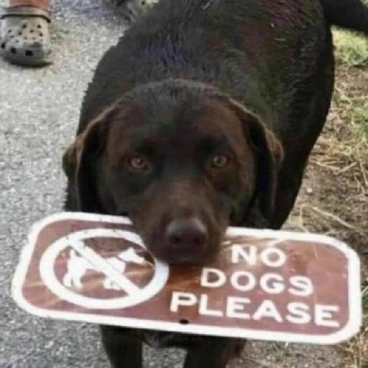 Silly Animals, dog