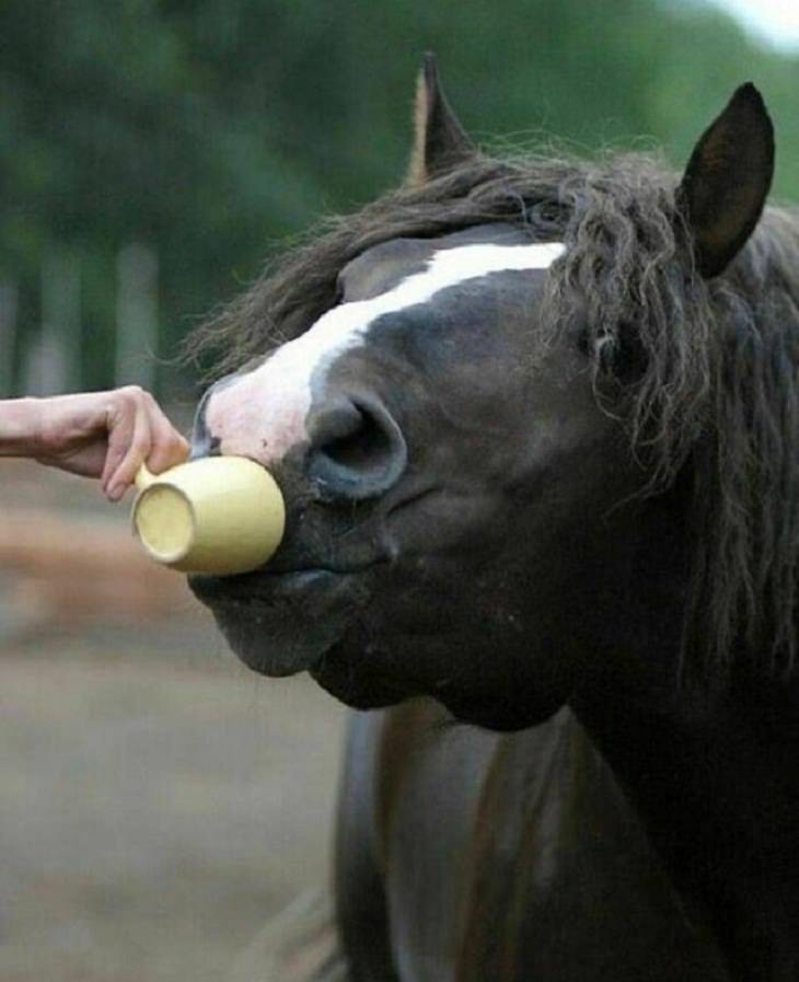 Silly Animals, horse, coffee