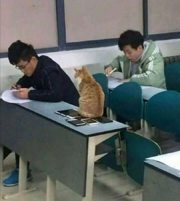 Silly Animals, cat, teacher