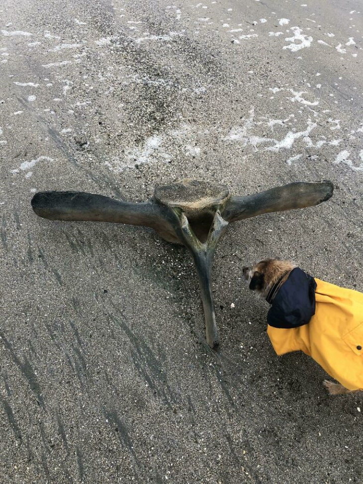 Unexpected Finds whale vertebra 