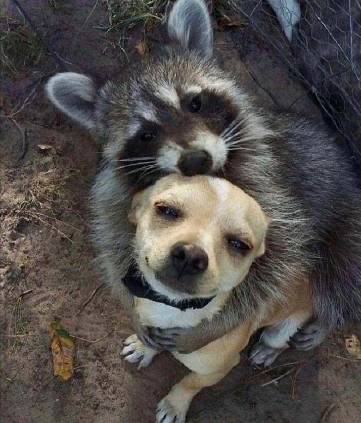 Silly Animals, racoon AND DOG