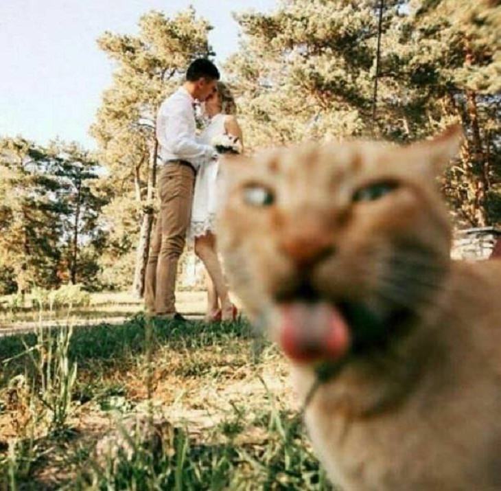 Silly Animals, Photo bomber, CAT