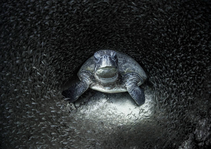 Green Sea Turtle surrounded by Glass Fish by Aimee Jan