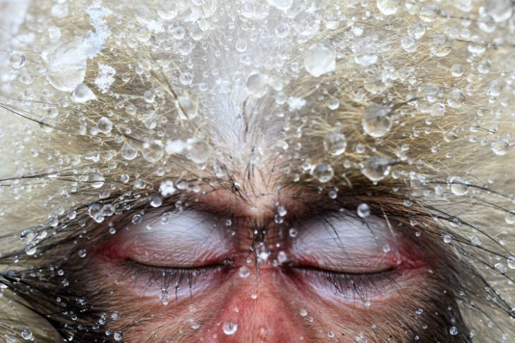 Japanese macaque by Jasper Doest
