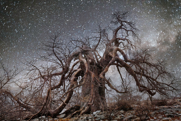 Tree over Night sky in Makgadikgadi Pans by Beth Moon