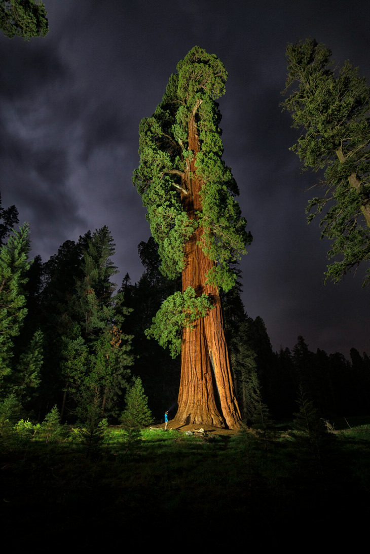Giant Sequoia Trees by Keith Ladzinski