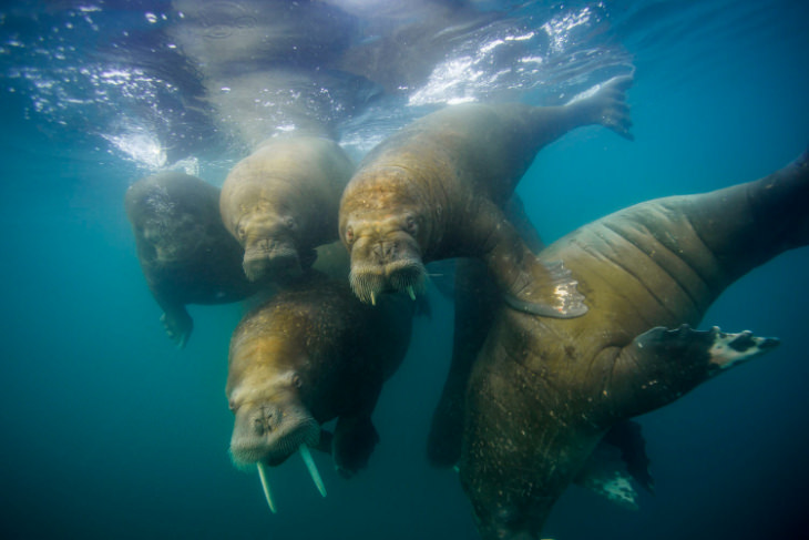 Underwater Walrus by Cory Richards