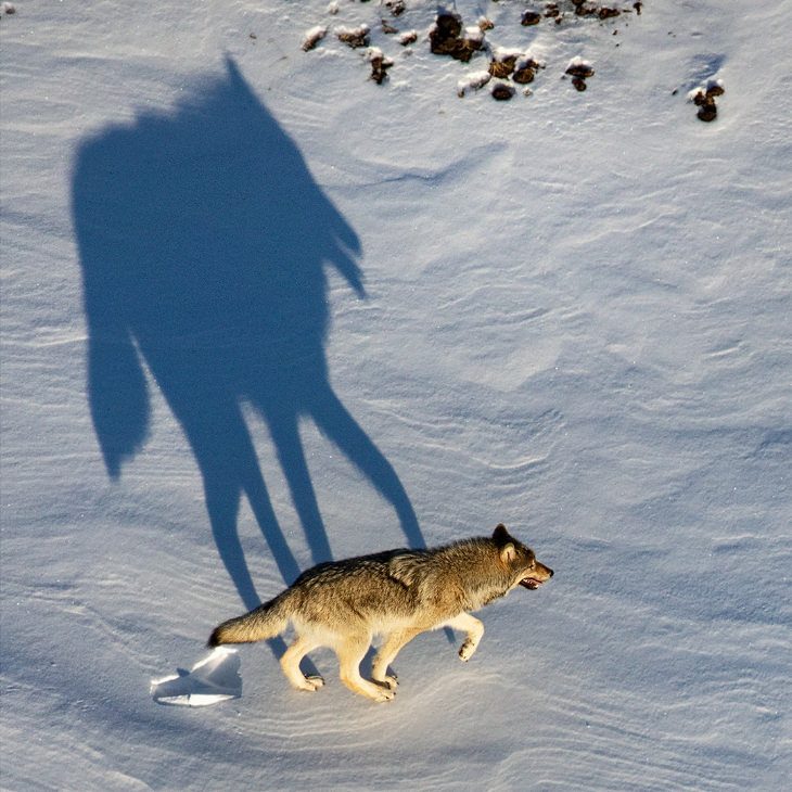 A wolf from the Nenana River wolf pack by Aaron Huey