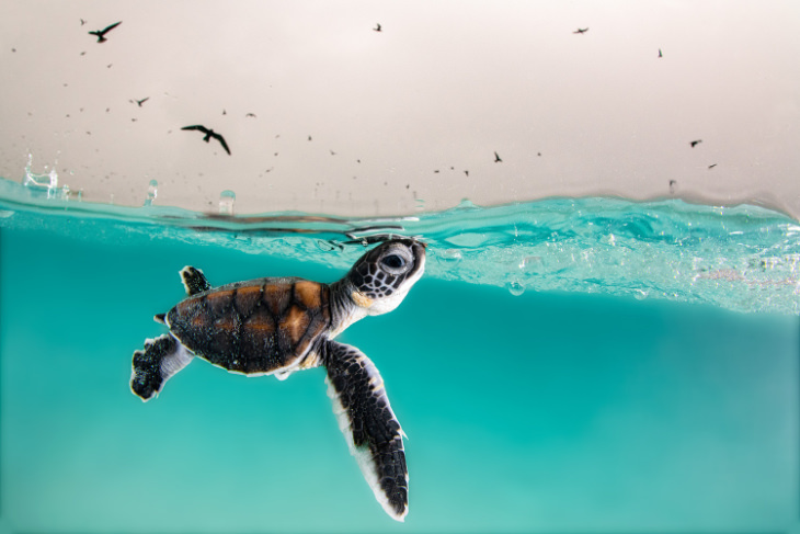 A Green Sea Turtle hatchling by Hanna Le Leu