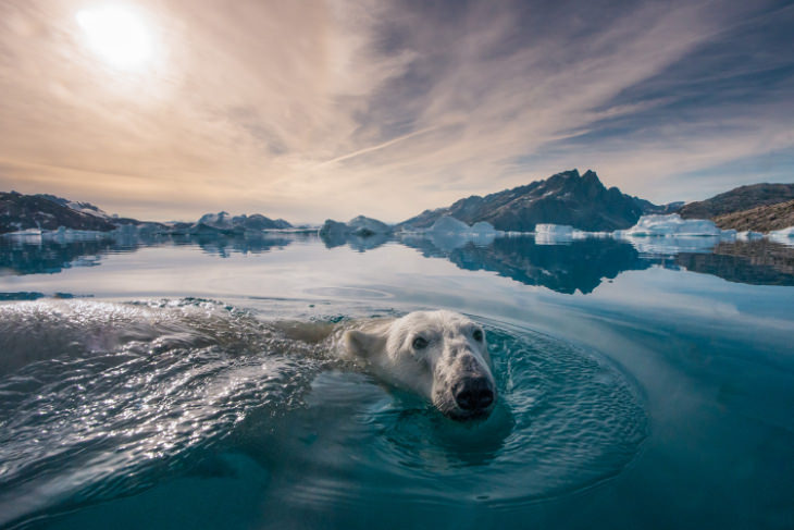 A Polar Bear in the fjords of Greenland by Andy Mann