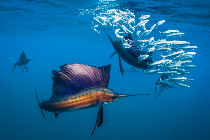 Sailfish and sardines shot by Shawn Heinrichs