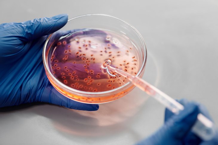 Scientific Facts germs in petri dish