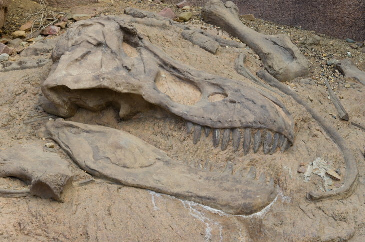 Scientific Facts T. rex fossil
