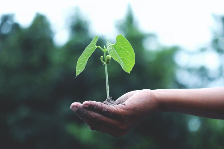 Scientific Facts plant growing out of soil