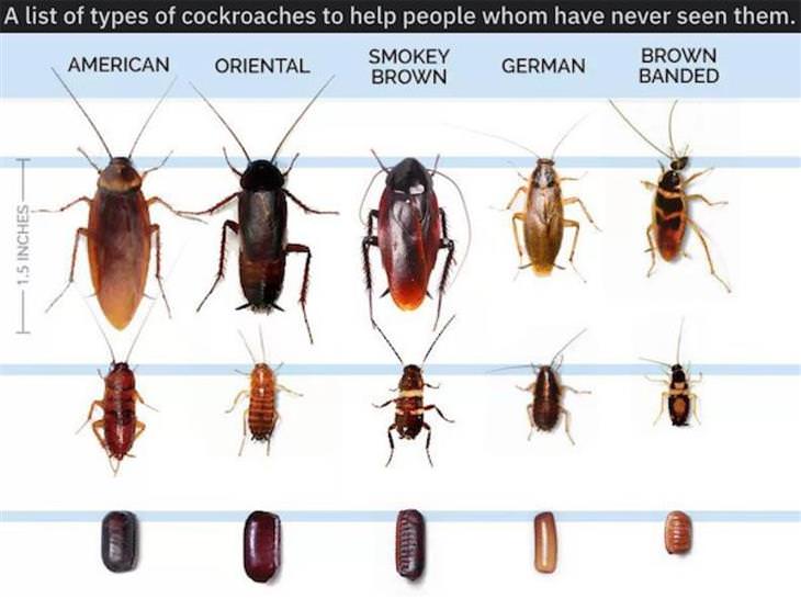Infographics and Maps roaches