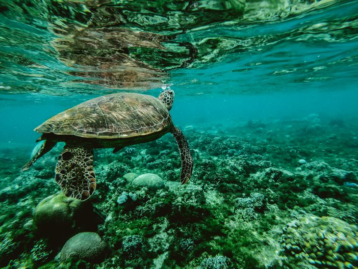 Scientific Facts turtle in ocean