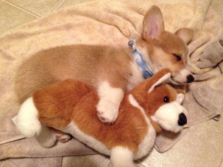 Corgis puppy sleeping with stuffed toy