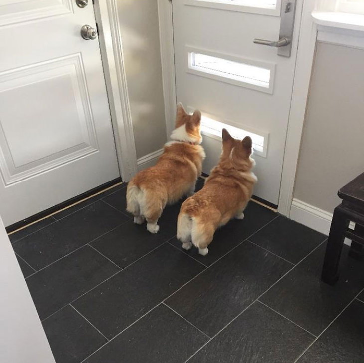 Corgis guard dogs 
