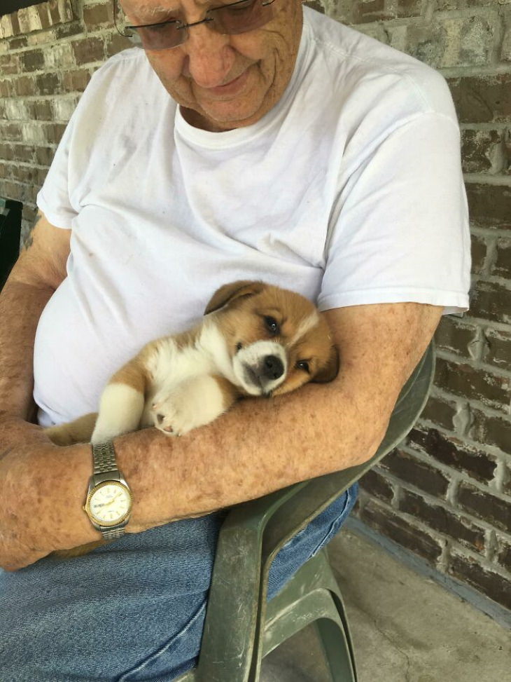 Corgis puppy and senior man