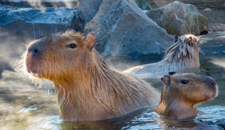 winter solstice celebration capybaras in hot water