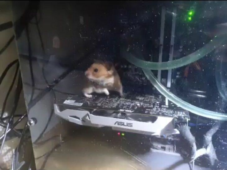 Tech Fails, hamster 