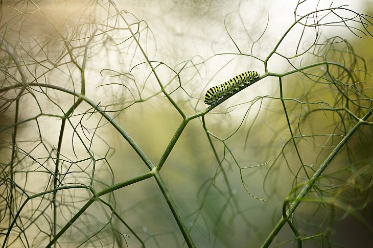 2021 Nature Photographer of the Year, caterpillar 