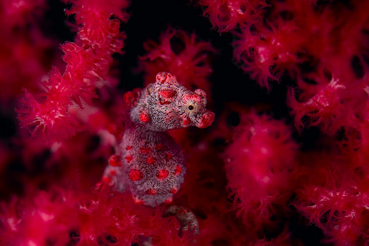 2021 Nature Photographer of the Year, pygmy seahorses