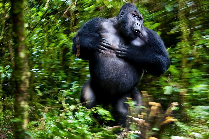 2021 Nature Photographer of the Year, gorilla
