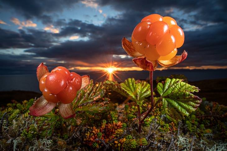 2021 Nature Photographer of the Year, Cloudberries 