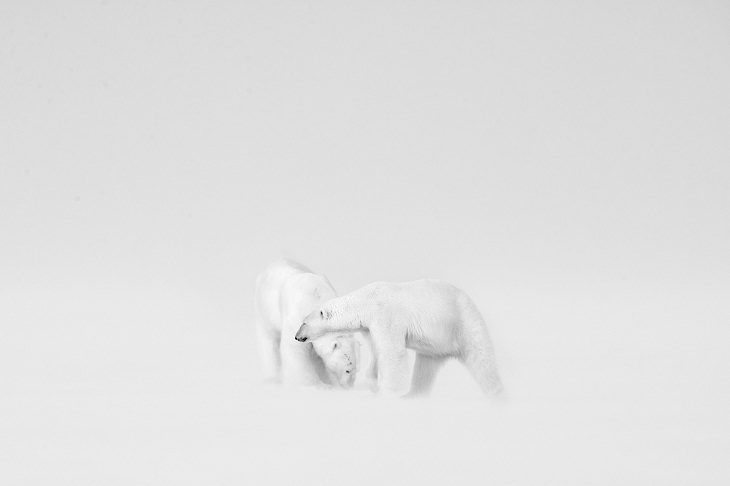 2021 Nature Photographer of the Year, ​Polar bears