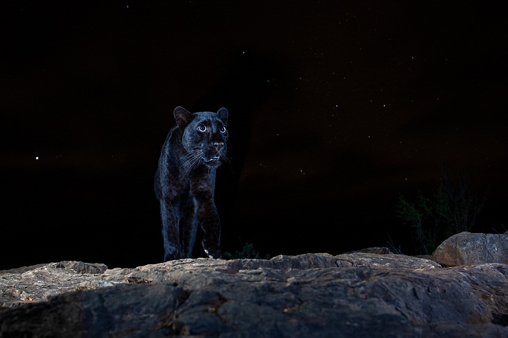2021 Nature Photographer of the Year, Black panther
