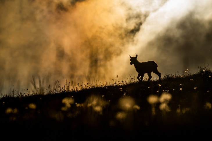 2021 Nature Photographer of the Year,  Alpine Ibex