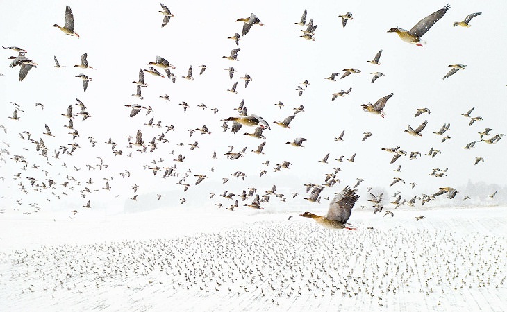 2021 Nature Photographer of the Year, migration, Pink-footed Geese