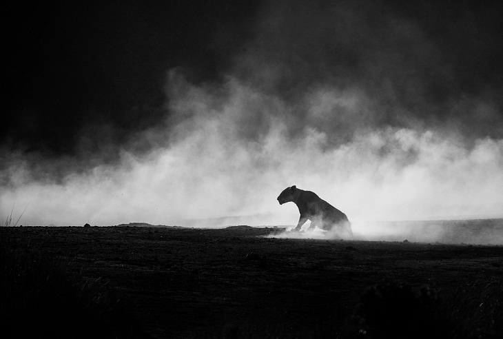 2021 Nature Photographer of the Year, lioness 