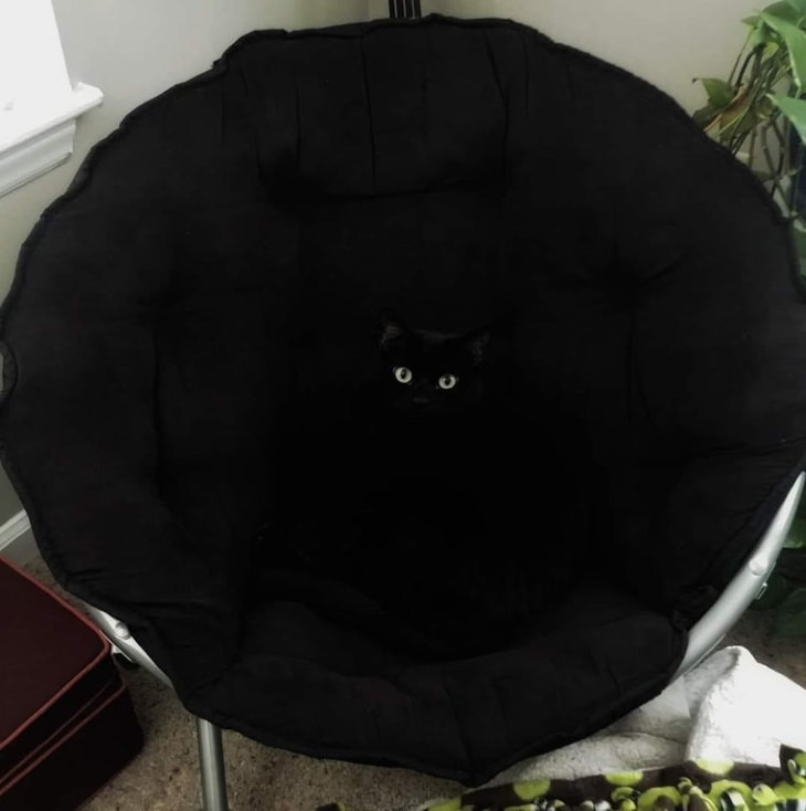 Camouflage Pictures black cat and chair