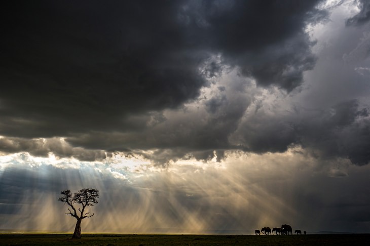 2021 Nature Photographer of the Year, Storm , elephants 