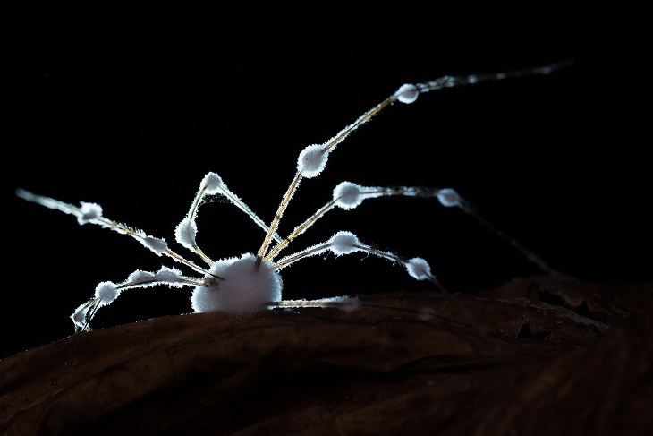 2021 Nature Photographer of the Year, Cordyceps 